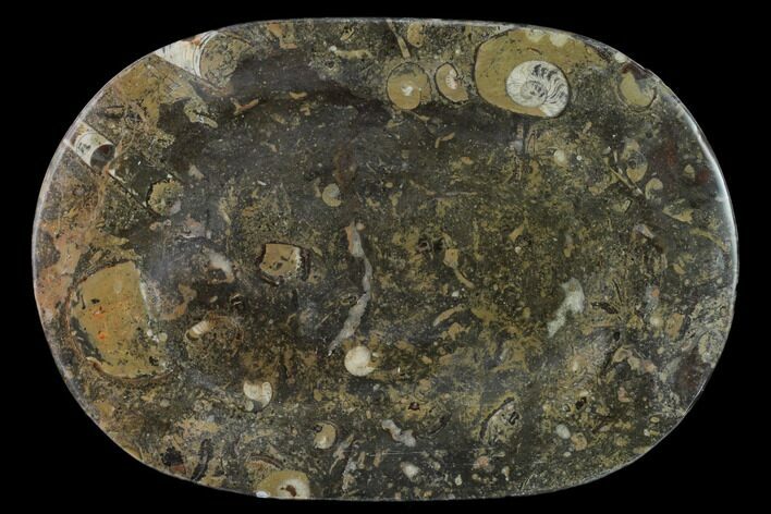 Fossil Orthoceras & Goniatite Oval Plate - Stoneware #140225